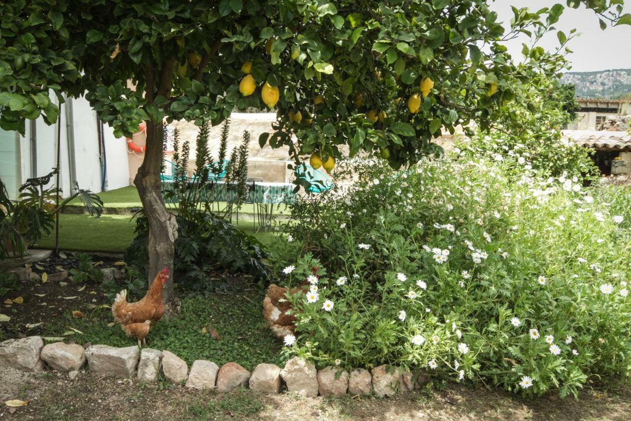 Sa Fita Backpackers - Albergue Juvenil Esporles Exteriör bild